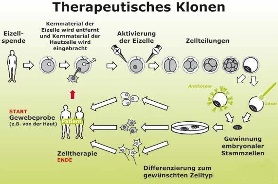 therapeutisches-klonen