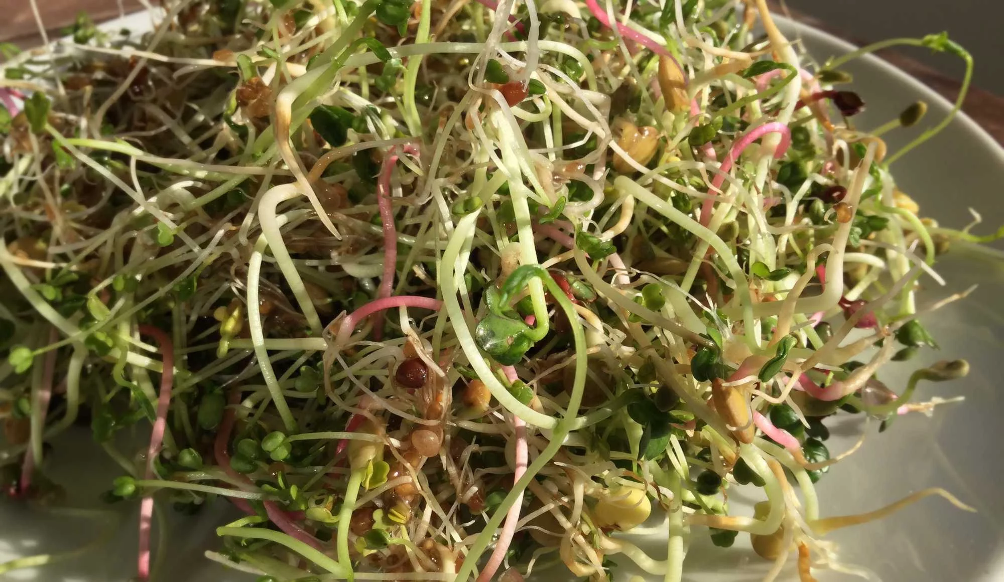 Sprossen Bockshornklee Linsen Rettich Alfalfa
