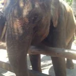 Bali Elefant