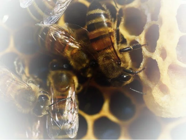 Bienen mit Waben