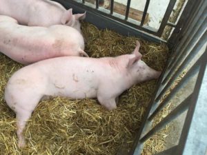 Artgerecht gehaltene Schweine auf dem Nöhrenhof Lehrte