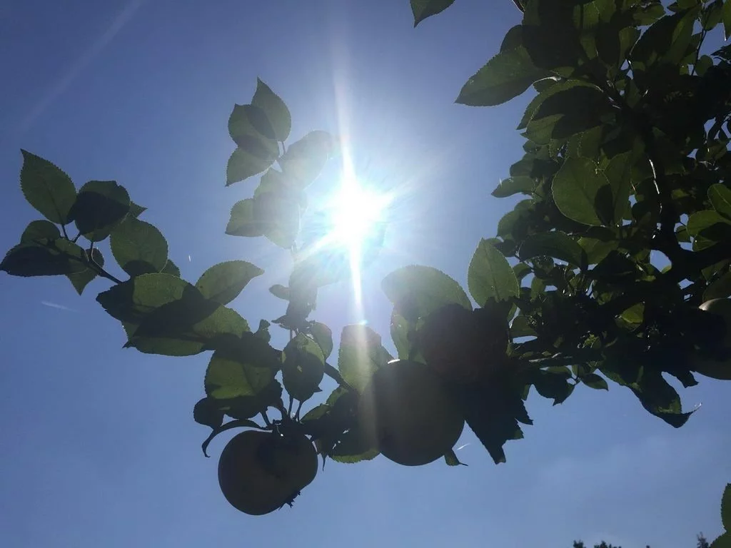 Apfelbaum - Nachmittag auf Streuobstwiese in Lehrte