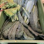 Bauernmarkt am Bahnhof Hannover - Palmkohl