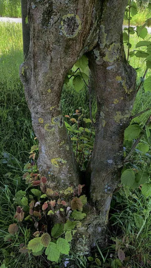 Kleinod hinter Bilm - verwachsener Baum