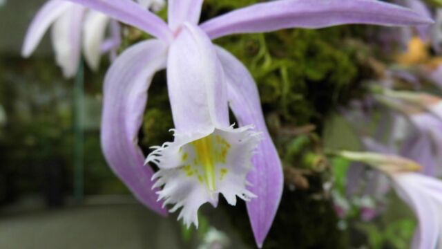 Ausflug Orchideenhaus Hannover