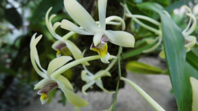 Ausflug Orchideenhaus Hannover