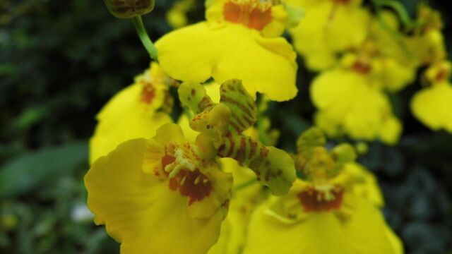 Ausflug Orchideenhaus Hannover
