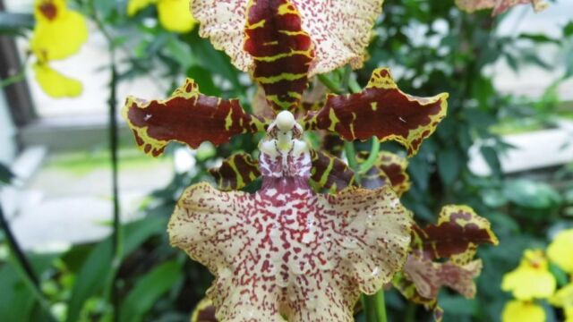 Ausflug Orchideenhaus Hannover