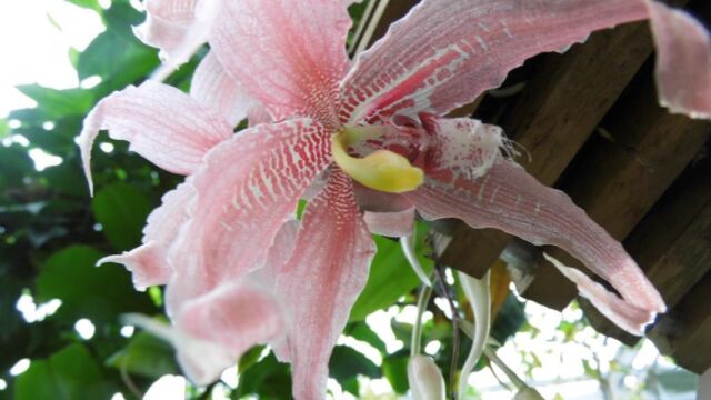 Ausflug Orchideenhaus Hannover