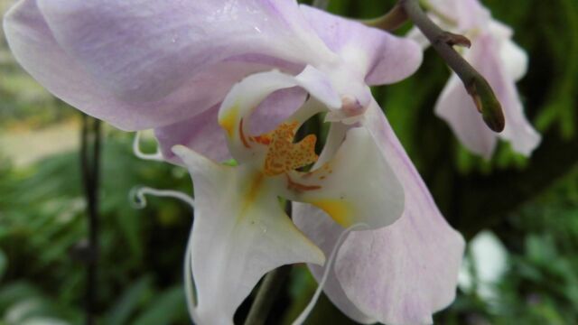 Ausflug Orchideenhaus Hannover
