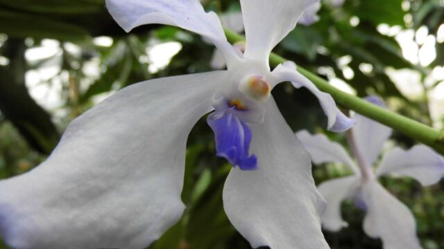 Ausflug Orchideenhaus Hannover