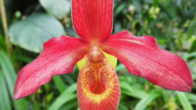 Ausflug Orchideenhaus Hannover