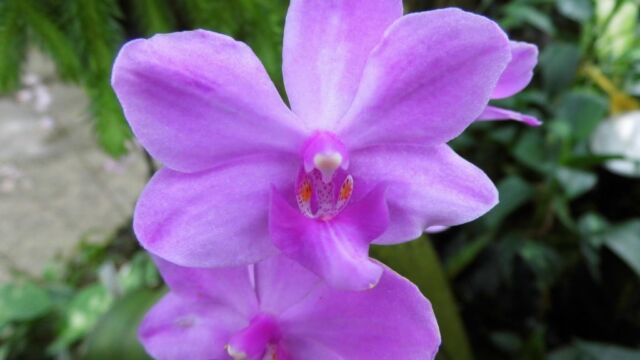Ausflug Orchideenhaus Hannover