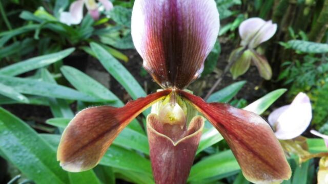 Ausflug Orchideenhaus Hannover
