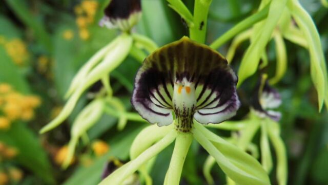 Ausflug Orchideenhaus Hannover