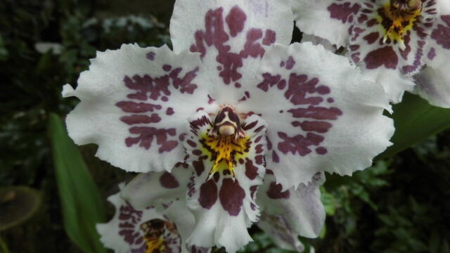 Ausflug Orchideenhaus Hannover
