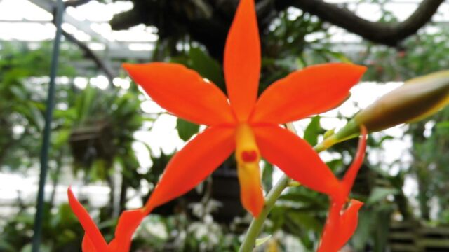 Ausflug Orchideenhaus Hannover