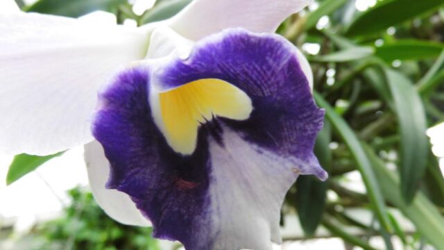 Ausflug Orchideenhaus Hannover
