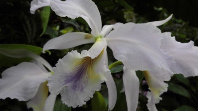 Ausflug Orchideenhaus Hannover