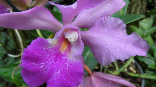 Ausflug Orchideenhaus Hannover