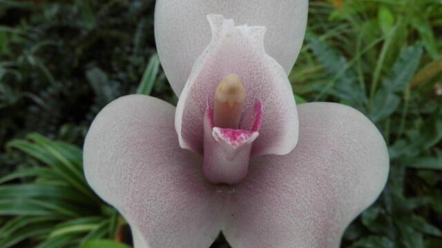 Ausflug Orchideenhaus Hannover