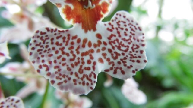 Ausflug Orchideenhaus Hannover