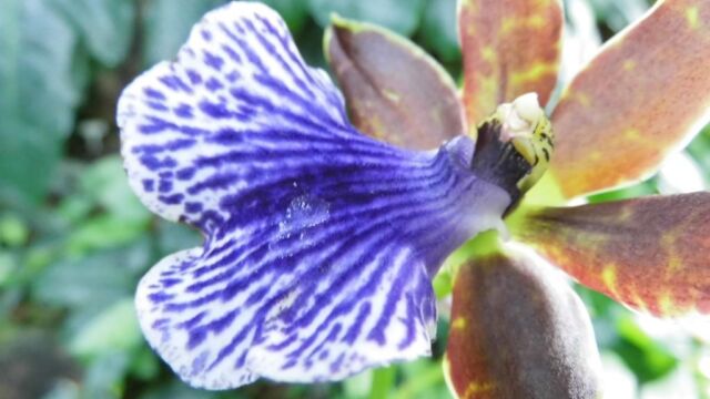 Ausflug Orchideenhaus Hannover