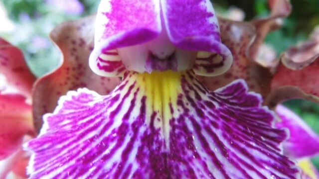 Ausflug Orchideenhaus Hannover