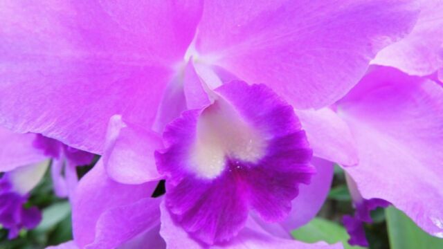 Ausflug Orchideenhaus Hannover