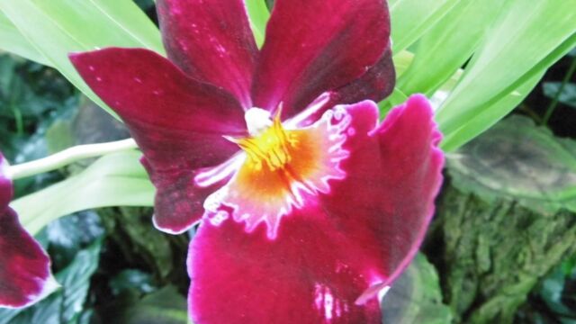 Ausflug Orchideenhaus Hannover