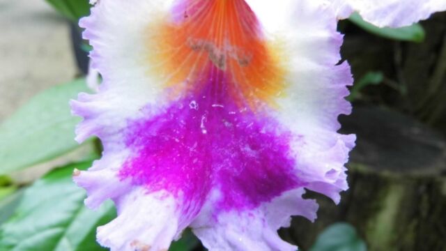 Ausflug Orchideenhaus Hannover
