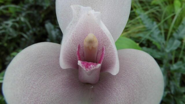 Ausflug Orchideenhaus Hannover