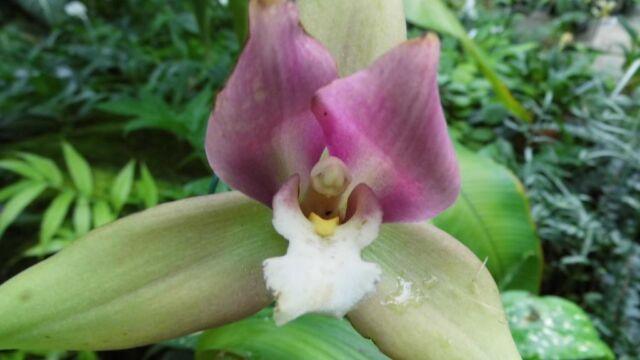 Ausflug Orchideenhaus Hannover