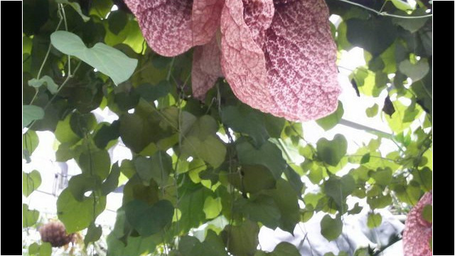 Ausflug Orchideenhaus Hannover