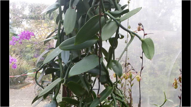 Ausflug Orchideenhaus Hannover
