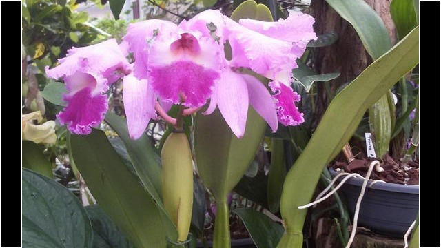 Ausflug Orchideenhaus Hannover