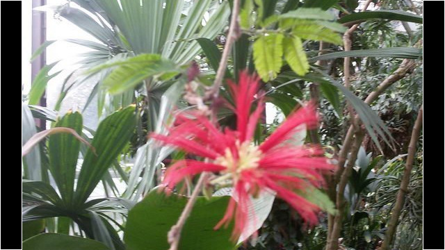 Ausflug Orchideenhaus Hannover