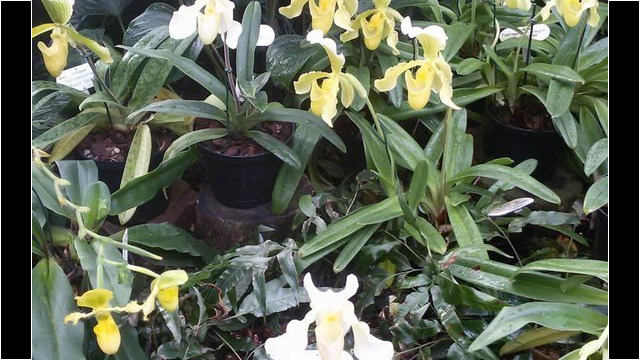 Ausflug Orchideenhaus Hannover