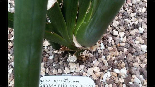 Ausflug Orchideenhaus Hannover