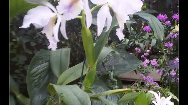Ausflug Orchideenhaus Hannover