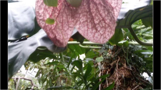 Ausflug Orchideenhaus Hannover