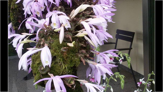 Ausflug Orchideenhaus Hannover