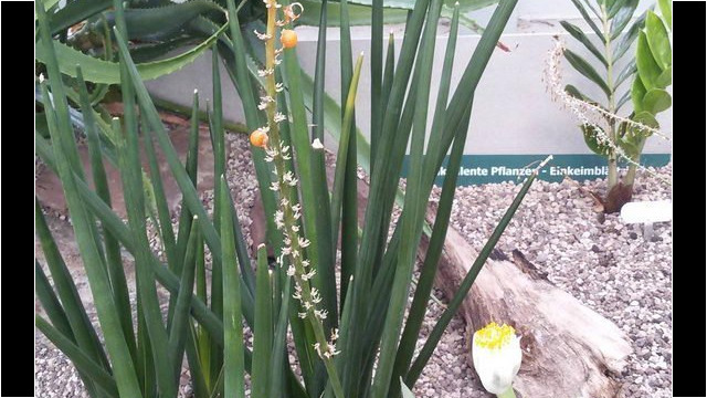 Ausflug Orchideenhaus Hannover
