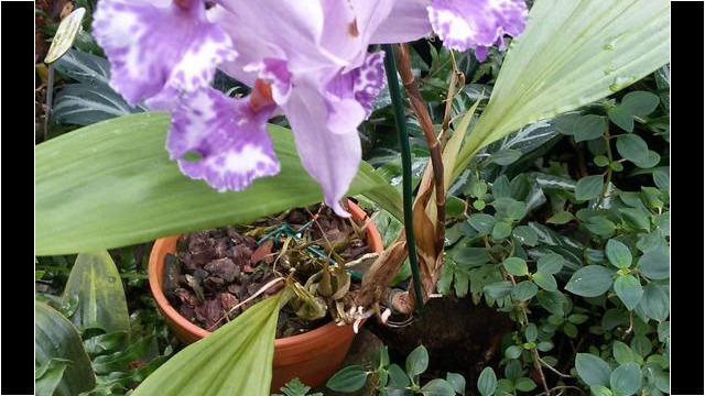 Ausflug Orchideenhaus Hannover