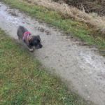 Weihnachtsessen bei Muttern und Spaziergang