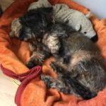 Dackel meiner Mutter - Osterbesuch bei Muttern