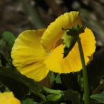 Mutters Blümchen - Osterbesuch bei Muttern