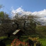 Süntebuche vor Wohnung - Osterbesuch bei Muttern
