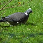 Taubenbesuch - Osterbesuch bei Muttern