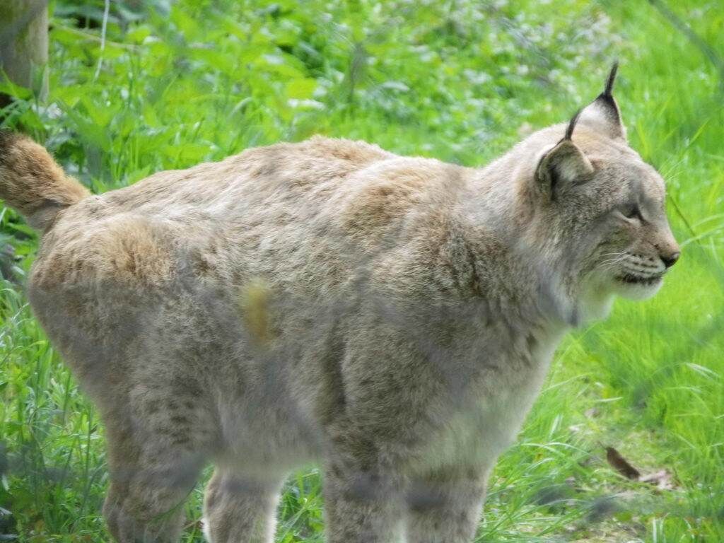 Wildkatze und Luchs im Wisentgehege